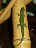 Phelsuma-guttata-03000015441_01_t.jpg