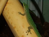 Phelsuma-guttata-03000015442_01_t.jpg