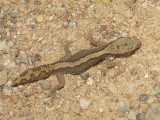 Diplodactylus-vittatus-03000014968_01_t.jpg