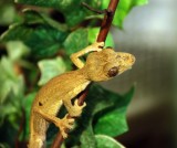 Uroplatus-guentheri-03000015623_01_t.jpg