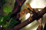 Uroplatus-henkeli-03000015029_01_t.jpg