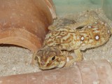 Chondrodactylus-angulifer-03000015001_01_t.jpg